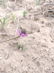 Dalea emarginata