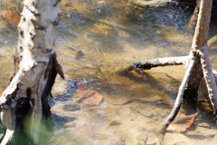 Pseudomugil signifer