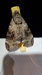 Psilogramma menephron