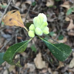 Exobasidium symploci