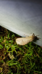 Elhamma australasiae