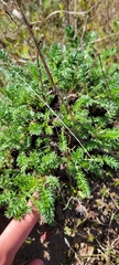 Acaena pinnatifida californica