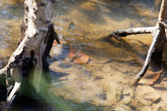 Pseudomugil signifer