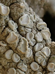 Lecanora caesiorubella
