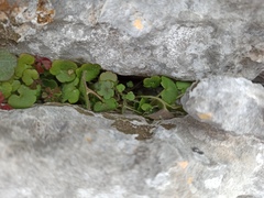 Cymbalaria muralis