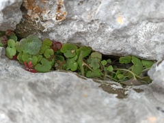 Cymbalaria muralis