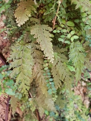 Hymenophyllum frankliniae