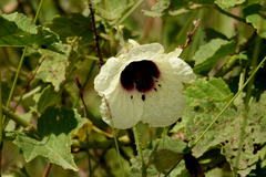 Hibiscus diversifolius
