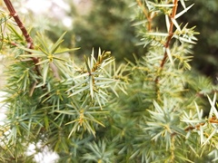 Juniperus deltoides