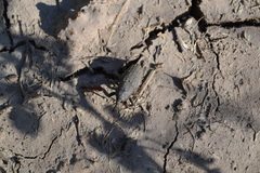 Sphenophorus rusticus