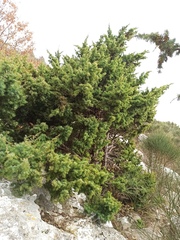 Juniperus deltoides