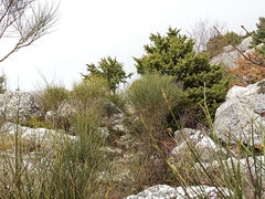 Juniperus deltoides