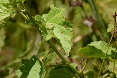 Hibiscus diversifolius