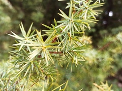 Juniperus deltoides