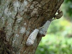Pyrops watanabei