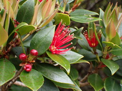 Metrosideros umbellata