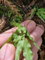 Pteris multifida