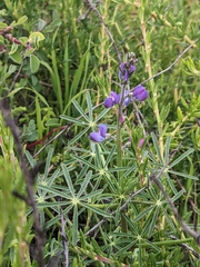 Lupinus truncatus