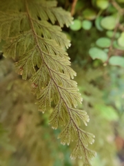 Hymenophyllum frankliniae
