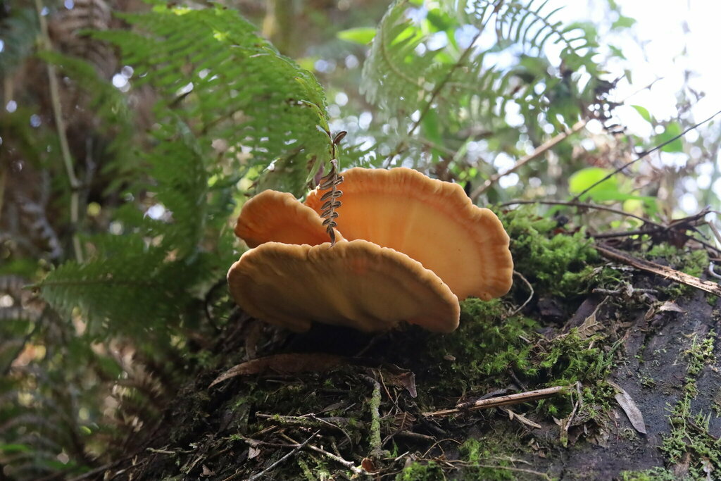 Laetiporus sulphureus · February 2023 · photo: © phoekman (iNaturalist, cc0)