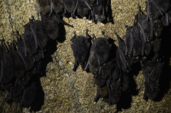 Miniopterus natalensis