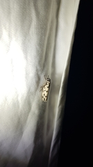 Ethmia sphaerosticha