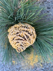 Cronartium conigenum