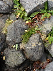 Isolepis cernua cernua