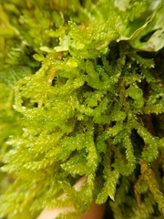 Weymouthia cochlearifolia