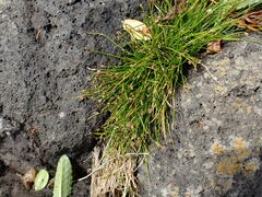 Isolepis cernua cernua