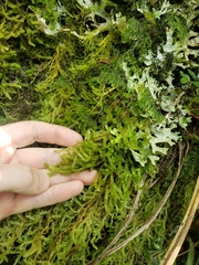 Weymouthia cochlearifolia