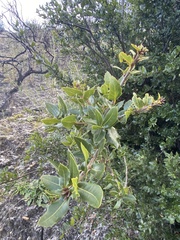 Quercus parvula