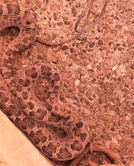 Bothrops ammodytoides