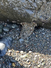 Anthopleura xanthogrammica