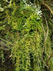 Weymouthia cochlearifolia