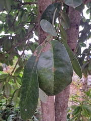 Annona muricata