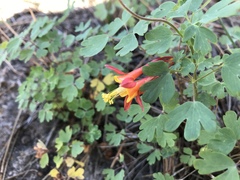 Aquilegia desertorum