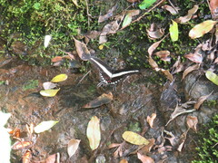 Heraclides hectorides