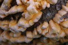 Cronartium conigenum