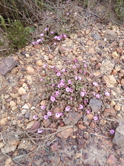 Drosanthemum striatum