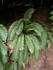 Blechnum durum