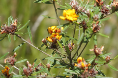Pultenaea myrtoides