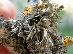 Heterodermia leucomelos