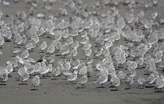 Calidris alba