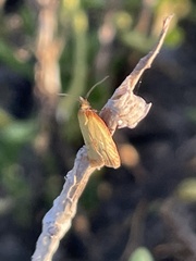 Sparganothis sulfureana