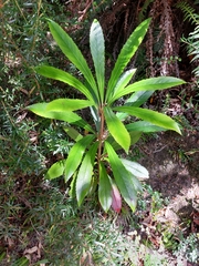 Anopterus glandulosus