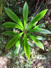 Anopterus glandulosus