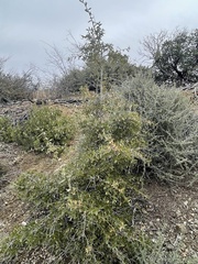Quercus emoryi