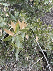 Quercus emoryi