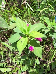 Lantana trifolia